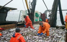 Крым может стать одним из самых прибыльных рыболовецких регионов России