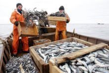 Карельским рыбоводам планируют давать льготные кредиты под залог рыбы