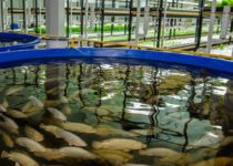Как вывести аквакультуру «в топ»: рецепт Росрыболовства