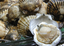 Более 4,7 тысяч тонн гребешка выращено на «морских огородах» Приморья