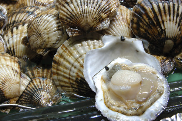 Более 4,7 тысяч тонн гребешка выращено на «морских огородах» Приморья