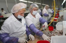 Российские производители рыбы нуждаются в механизации труда