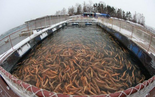 Производители рыбы в РФ переходят на отечественную селекцию, отказываясь от импорта