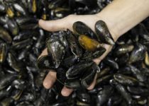 В приоритете крымских аквафермеров – моллюски и осетровые: подведены итоги первого полугодия