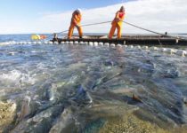 В 2017 году Правительство Севастополя выделило 36 млн рублей на поддержку рыбной отрасли