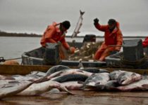 Россия вышла на четвёртое место в мире по вылову рыбы