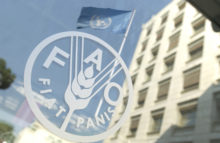 Роль аквакультуры в обеспечении продовольственной безопасности обсуждают в штаб-квартире ФАО