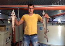 2017 год стал «урожайным» для крымских аквафермеров